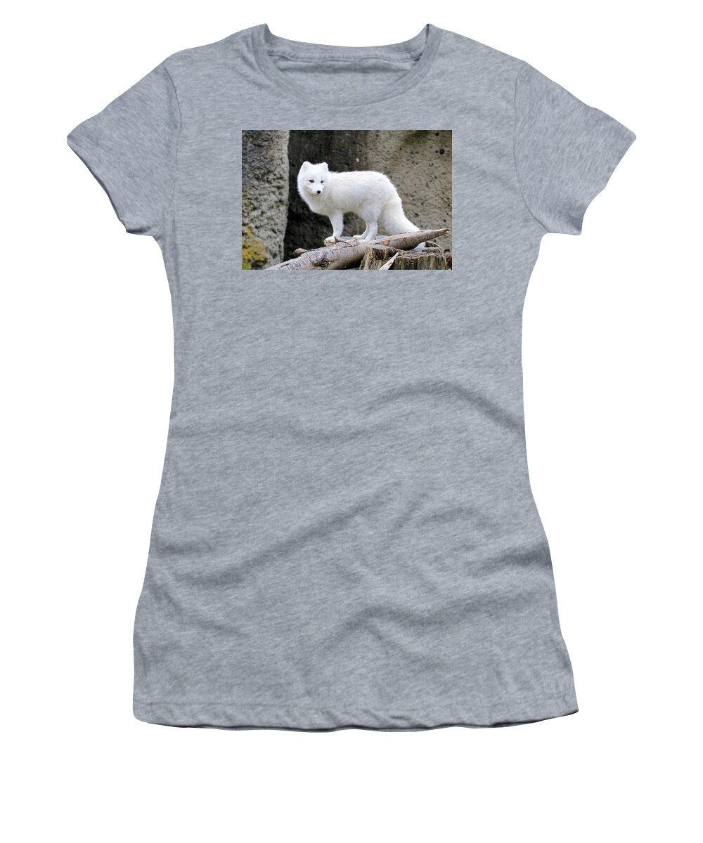 White Fox Women's T-Shirt featuring the photograph Furry Arctic Fox by Athena Mckinzie