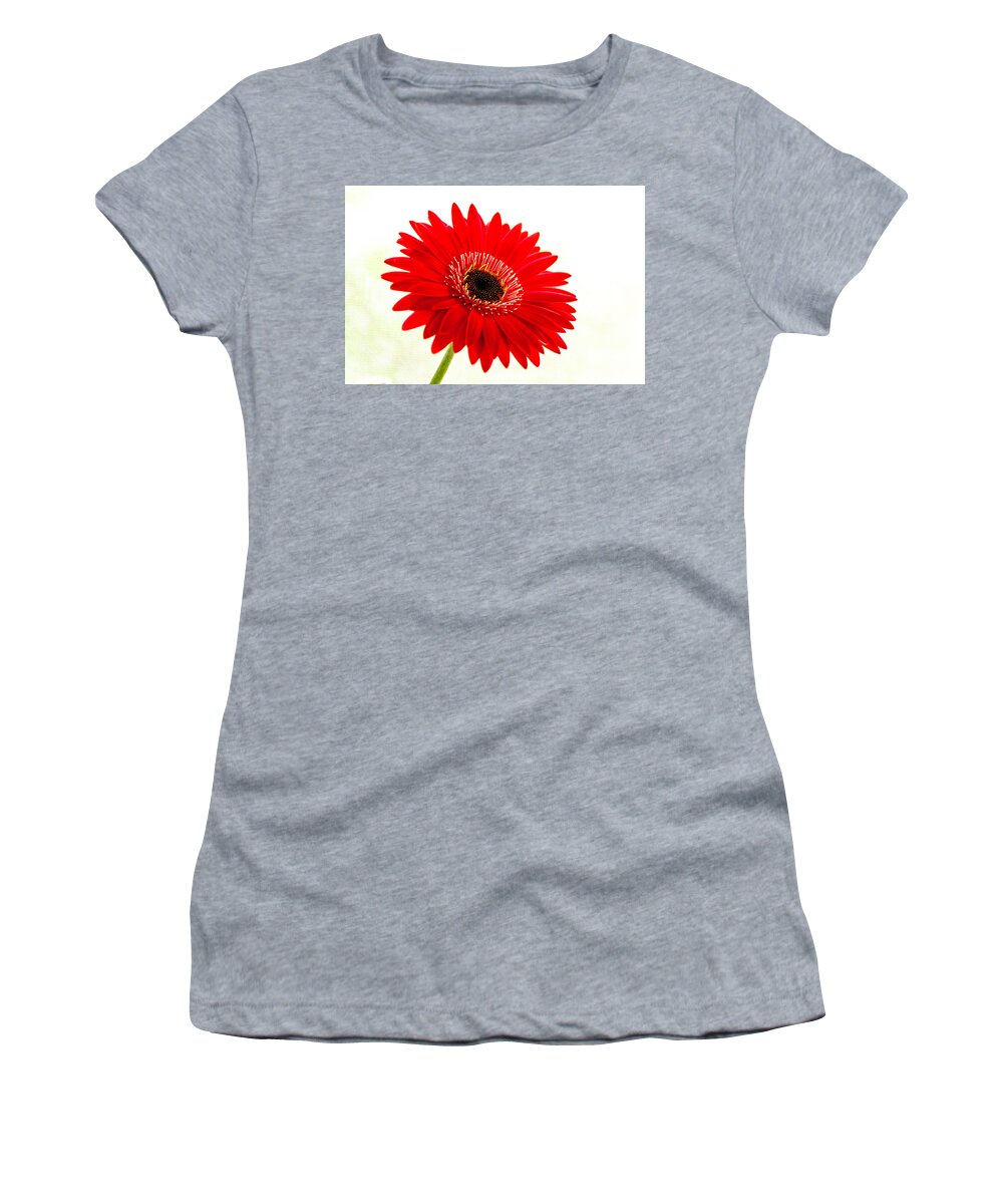 Flower Women's T-Shirt featuring the photograph Gerbera Daisy by Wolfgang Stocker