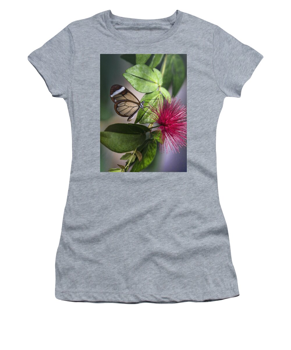 Butterflies Women's T-Shirt featuring the photograph Glasswing Butterfly on a Fairy Duster by Saija Lehtonen