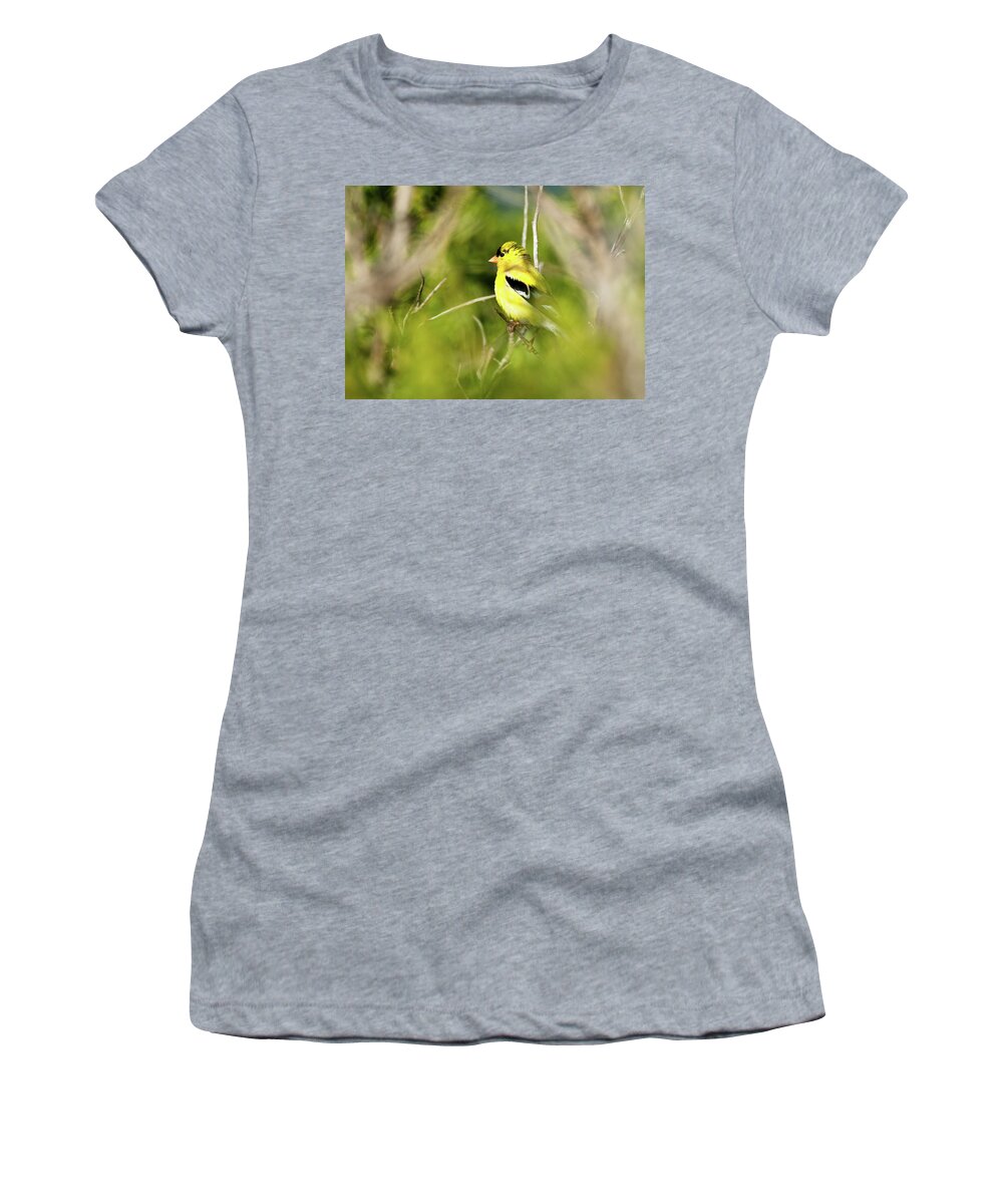 Birds Women's T-Shirt featuring the photograph Gold Finch by Greg Nyquist