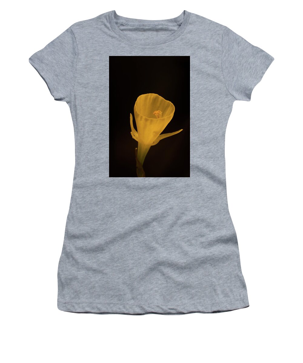 Golden Women's T-Shirt featuring the photograph Golden Bells Carpet Daffodil With Black Background by Douglas Barnett