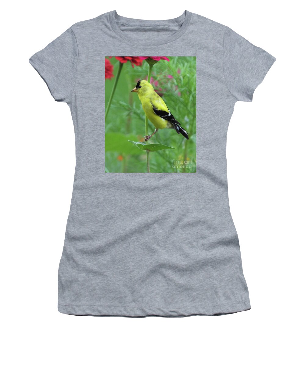 Yellow Bird Women's T-Shirt featuring the photograph Goldfinch 20 by Lizi Beard-Ward