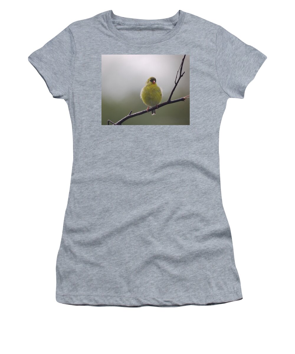 Birds Women's T-Shirt featuring the photograph Goldfinch Puffball by Sue Capuano
