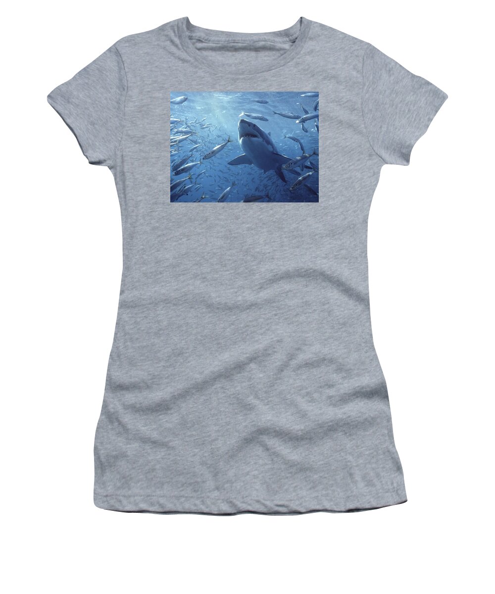 Mp Women's T-Shirt featuring the photograph Great White Shark Carcharodon by Mike Parry