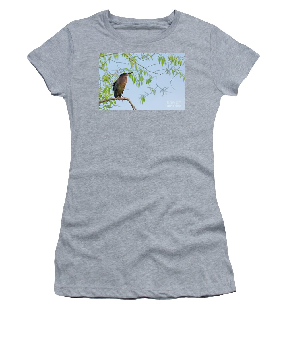 Green Heron Women's T-Shirt featuring the photograph Green Heron On High by Natural Focal Point Photography