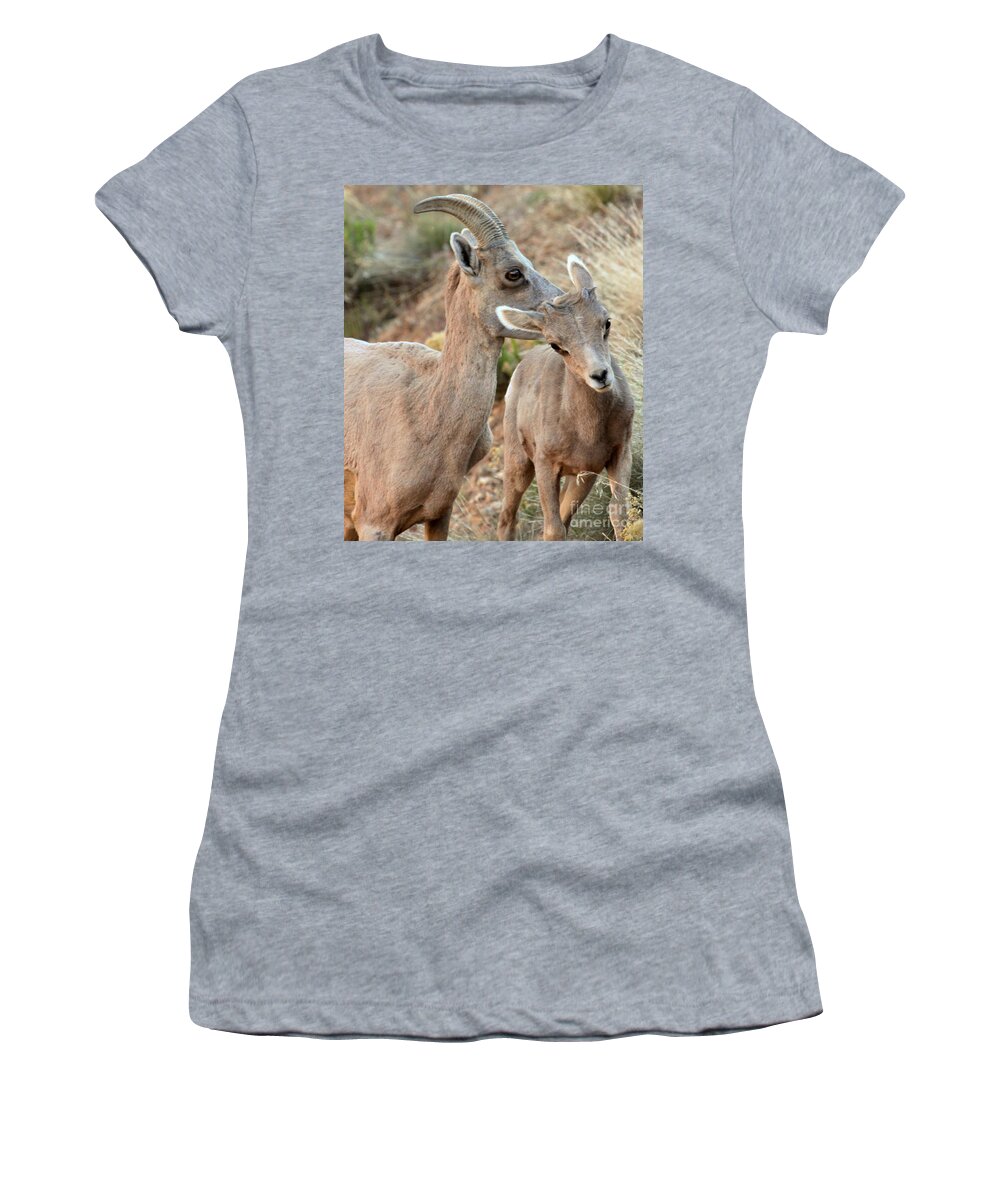 Big Horn Sheep Women's T-Shirt featuring the photograph Grooming The Youngster by Adam Jewell