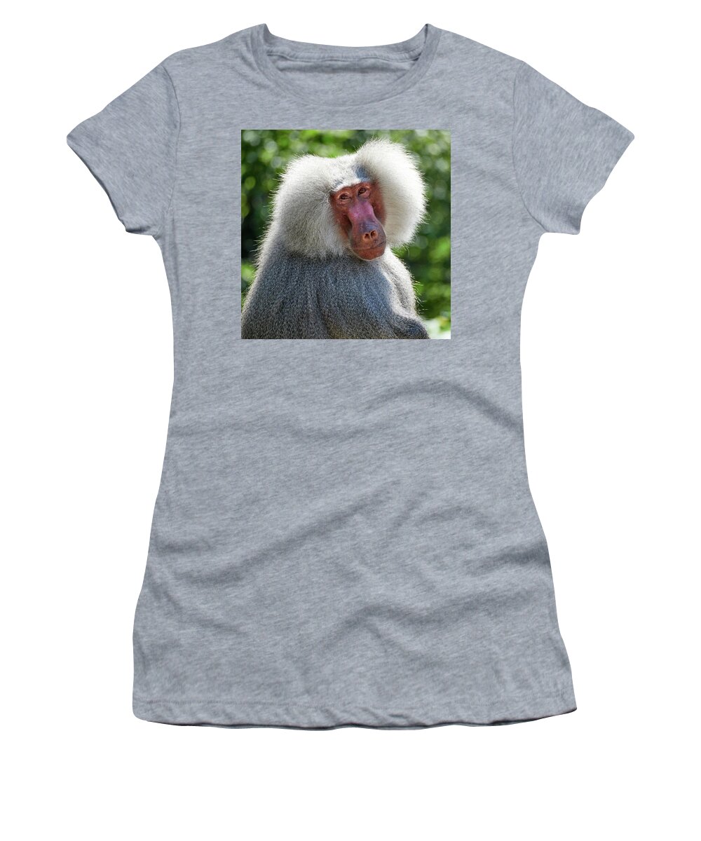 Berliini Women's T-Shirt featuring the photograph Hamadryas baboon at Berlin Zoo by Jouko Lehto