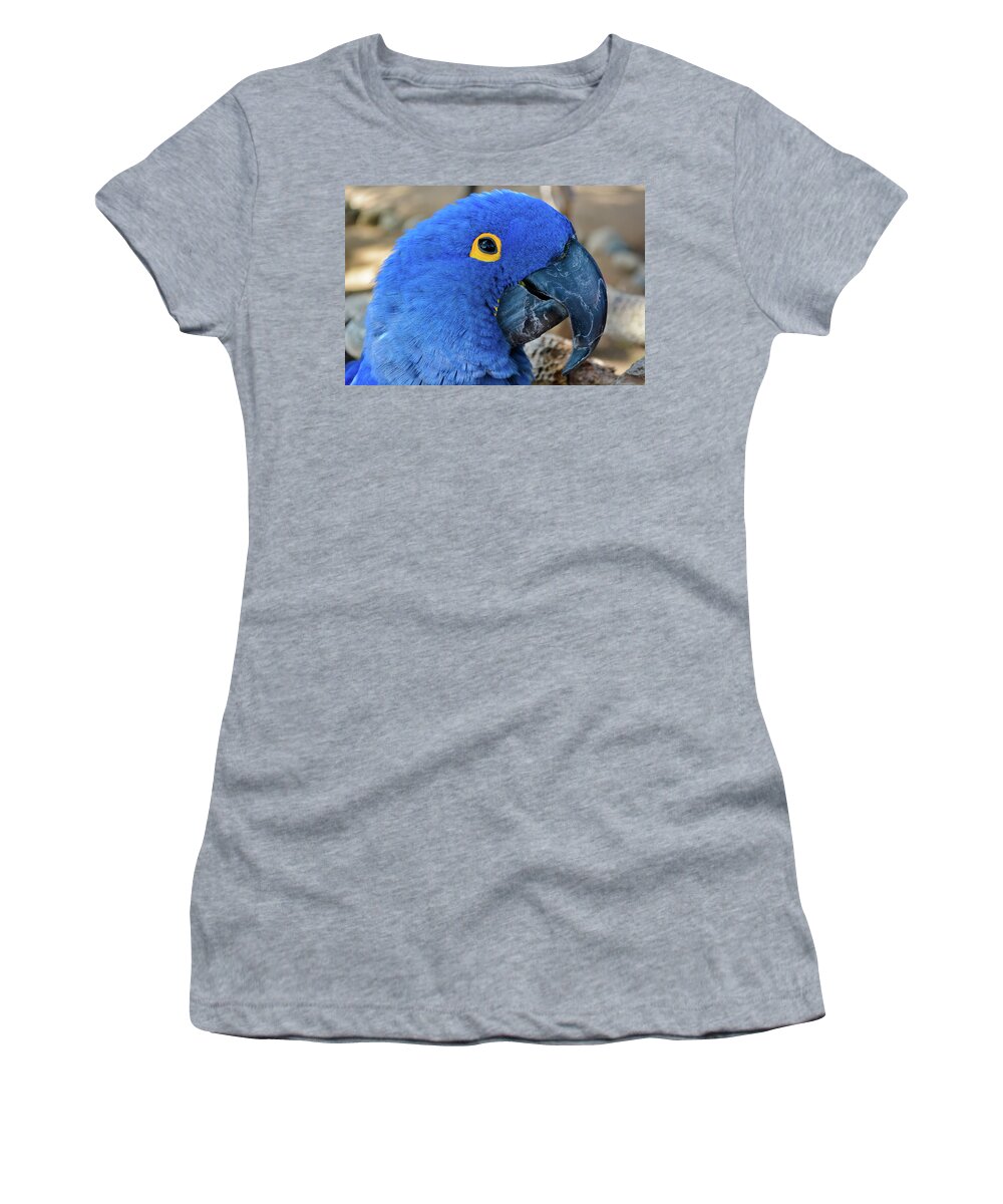 Hyacinth Macaw Women's T-Shirt featuring the photograph Hyacinth Macaw by Kyle Hanson