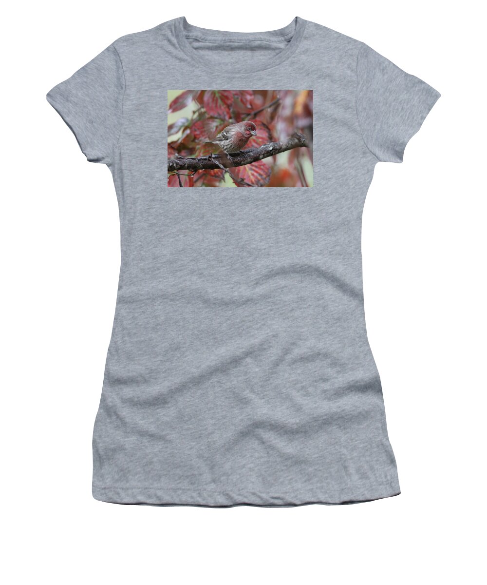 House Finch Women's T-Shirt featuring the photograph IMG_6988 - House Finch by Travis Truelove