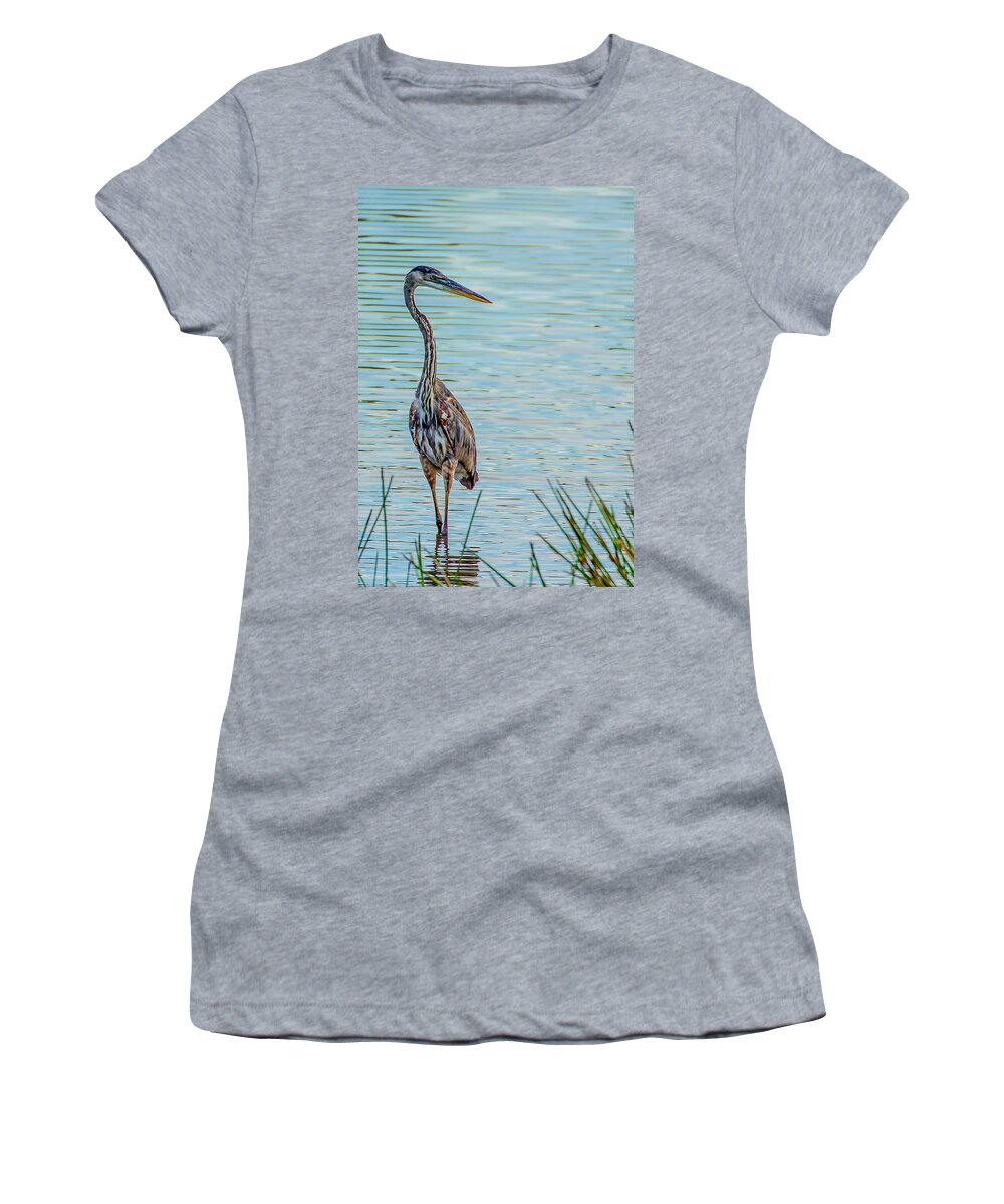 Celery Fields Women's T-Shirt featuring the photograph Immature Great Blue Heron by Richard Goldman