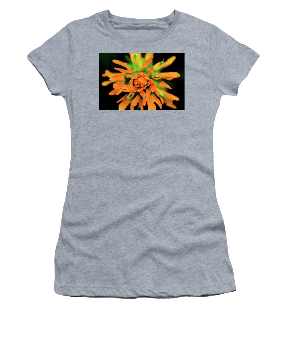 Flower Women's T-Shirt featuring the photograph Indian Paintbrush by Winnie Chrzanowski