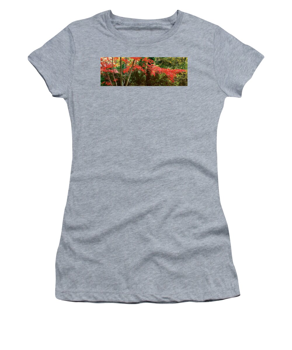 Tree Women's T-Shirt featuring the photograph Japanese Maple by John Pagliuca