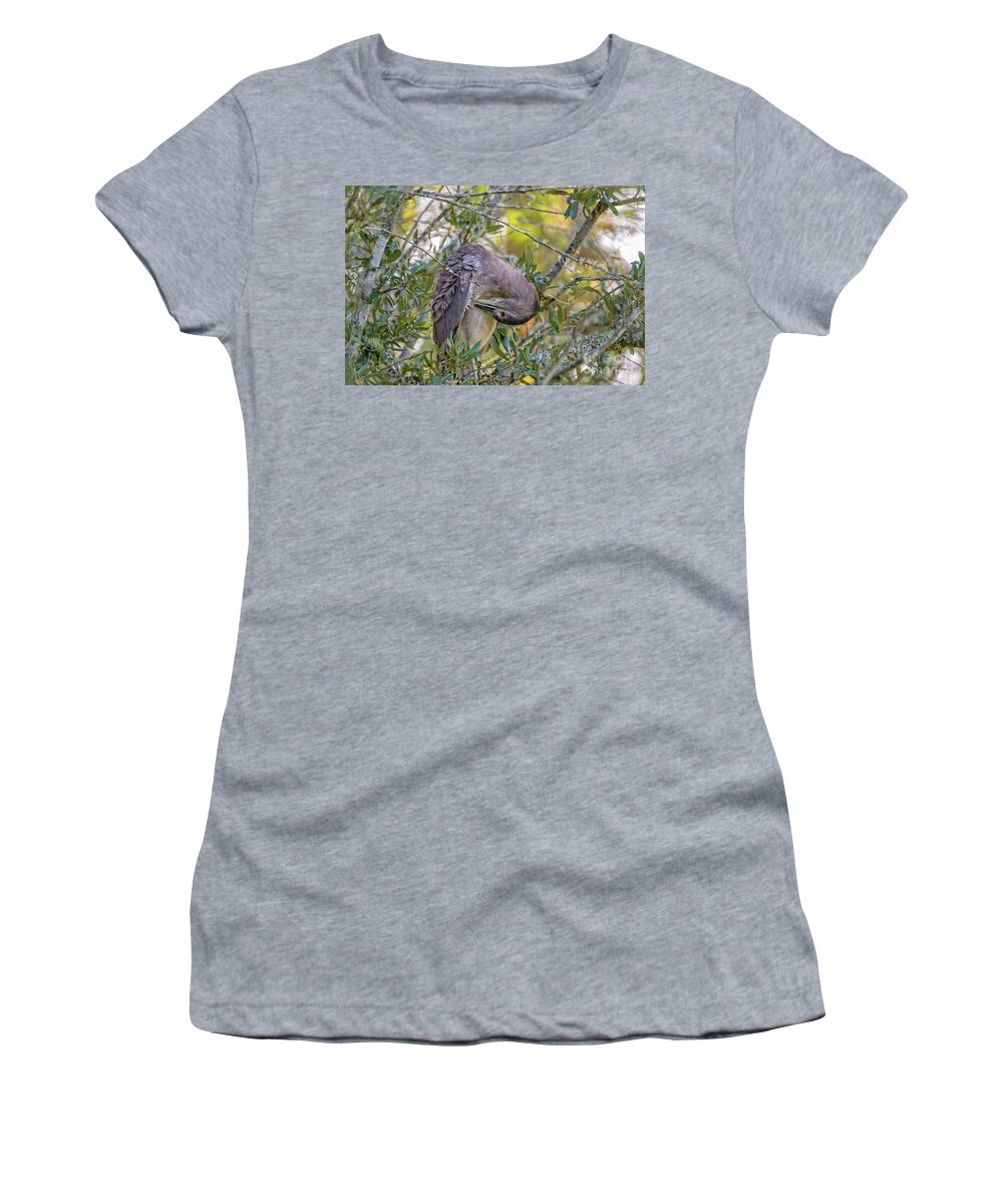 Herons Women's T-Shirt featuring the photograph Juvenile Black Crowned Night Heron Preening by DB Hayes