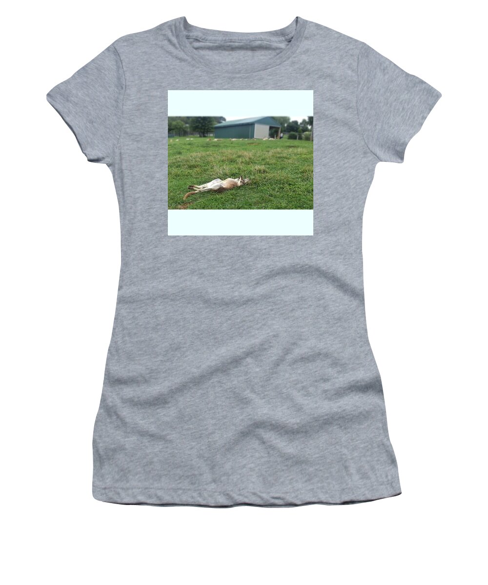 Sunshine Women's T-Shirt featuring the photograph Kangaroo by Shauna Loan