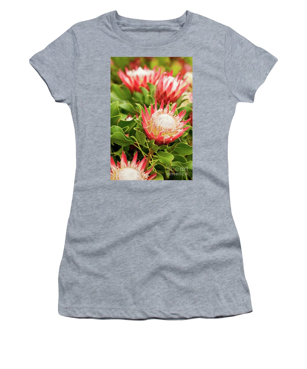 King Protea Women's T-Shirt featuring the photograph King Protea flowers by Simon Bratt