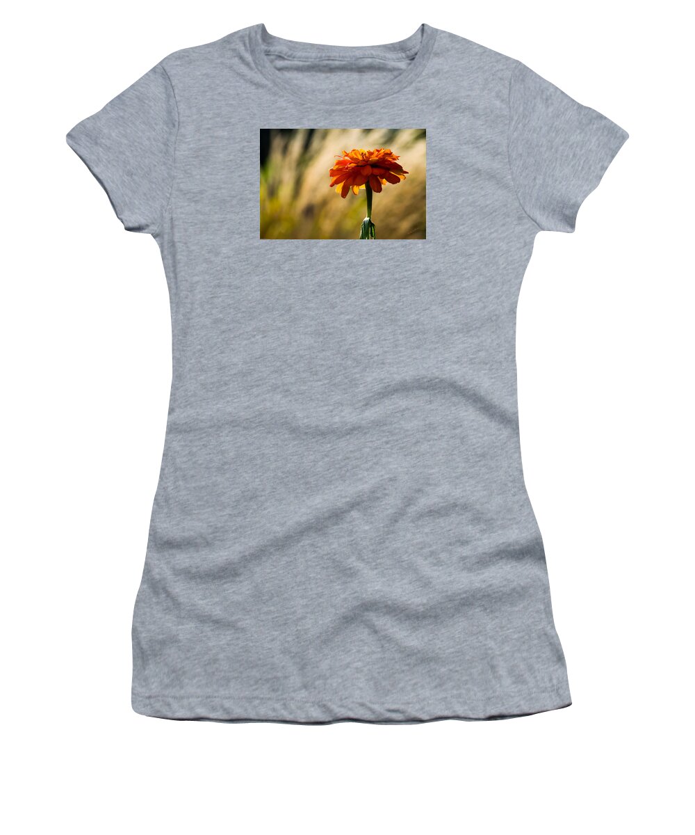 Zinnia Women's T-Shirt featuring the photograph Last Zinnia Before The First Freeze by Mick Anderson