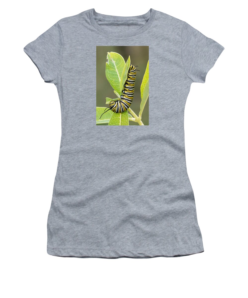 Monarch Butterfly Women's T-Shirt featuring the photograph Late Season Monarch by Jim Zablotny