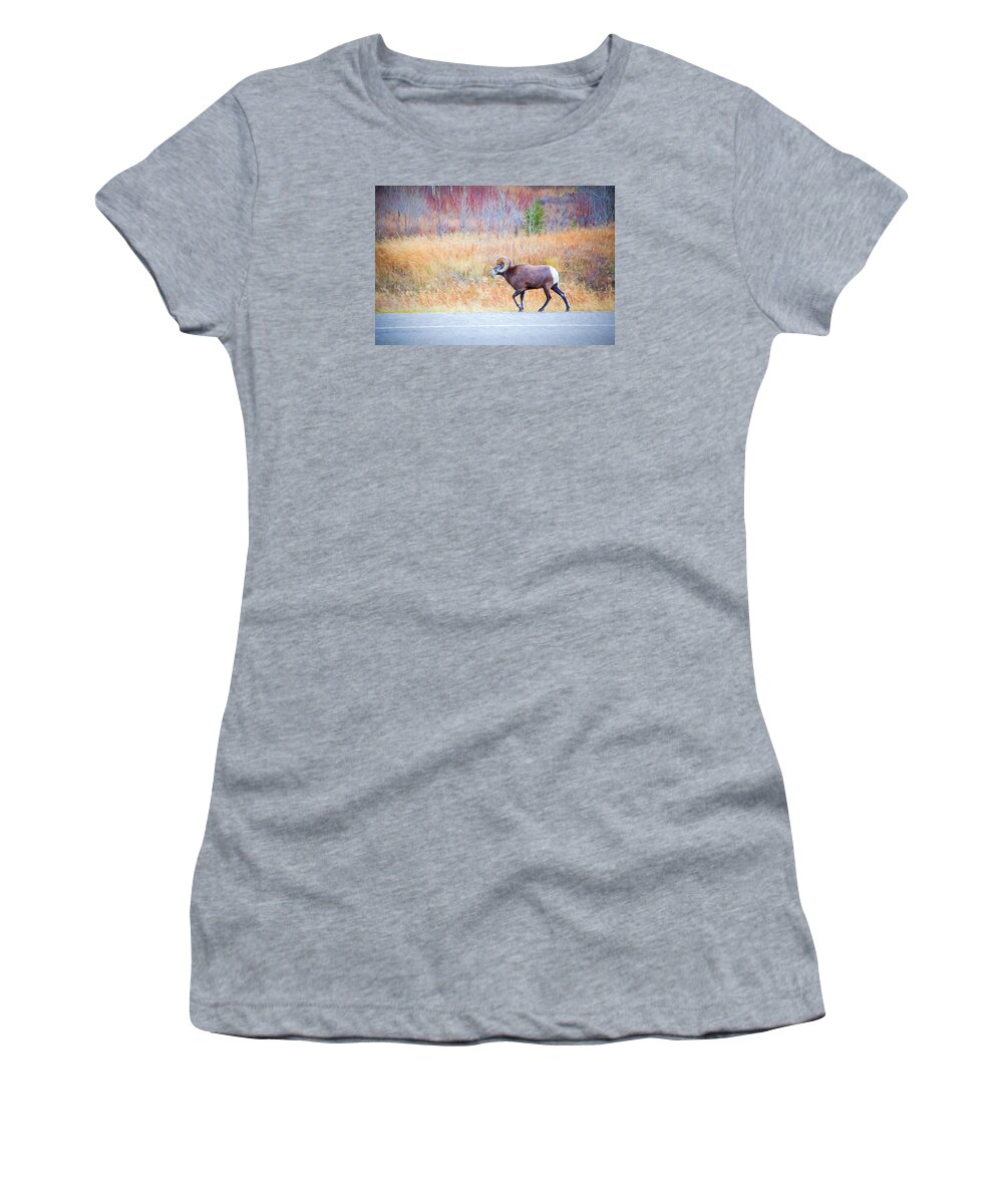 Nature Women's T-Shirt featuring the photograph Leader of the Herd by Judy Wright Lott