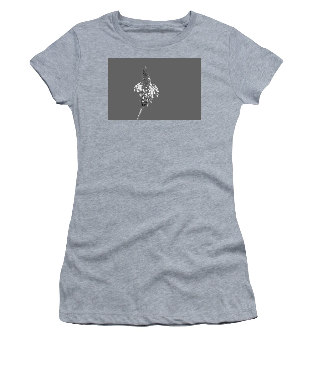 Flowers Women's T-Shirt featuring the photograph Light Grey Plantain by Richard Patmore