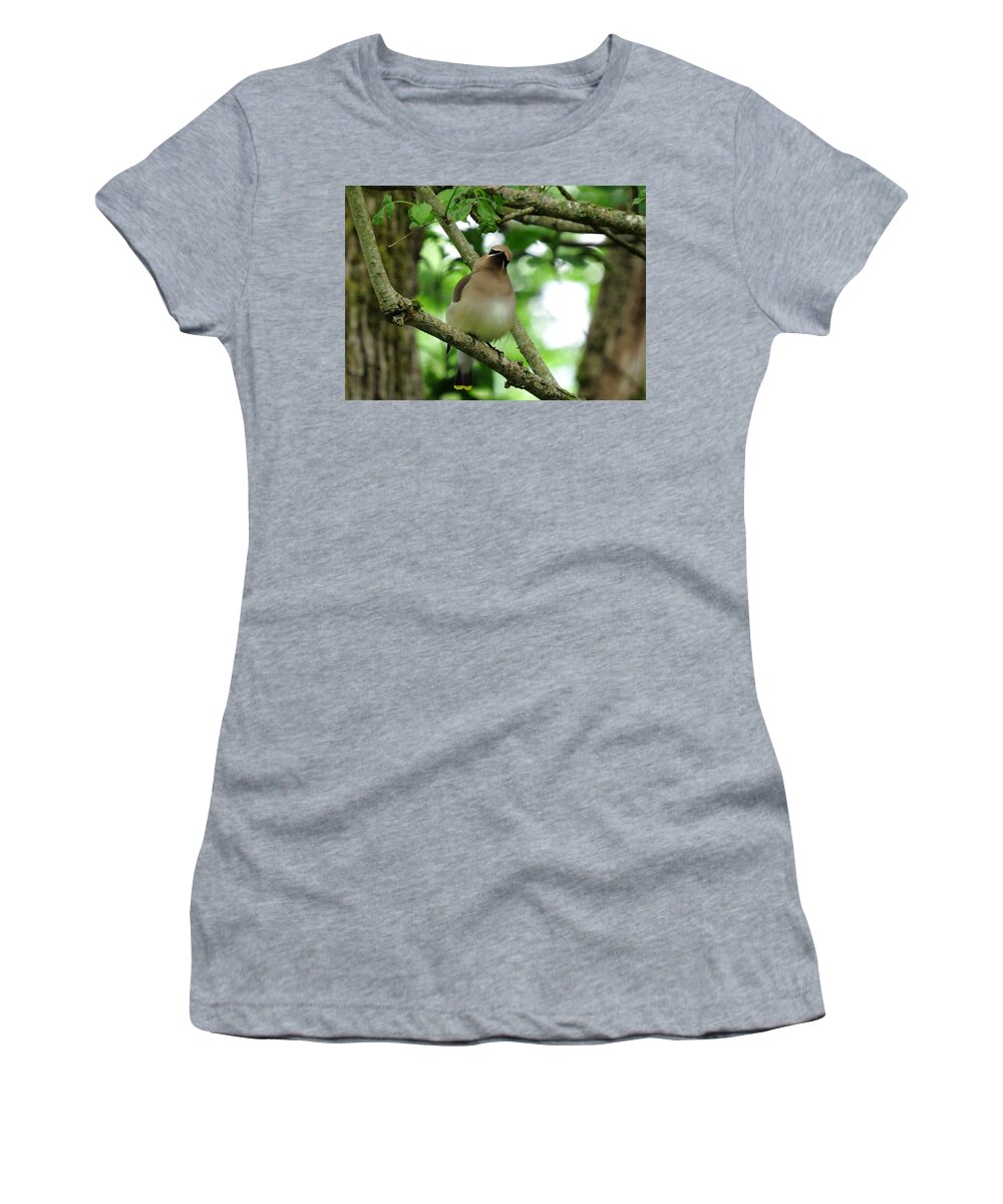 Cedar Waxwing Women's T-Shirt featuring the photograph Little Flirt by I'ina Van Lawick