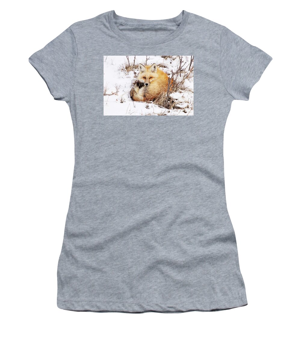 Fox Women's T-Shirt featuring the photograph Little Red Fox by Alyce Taylor