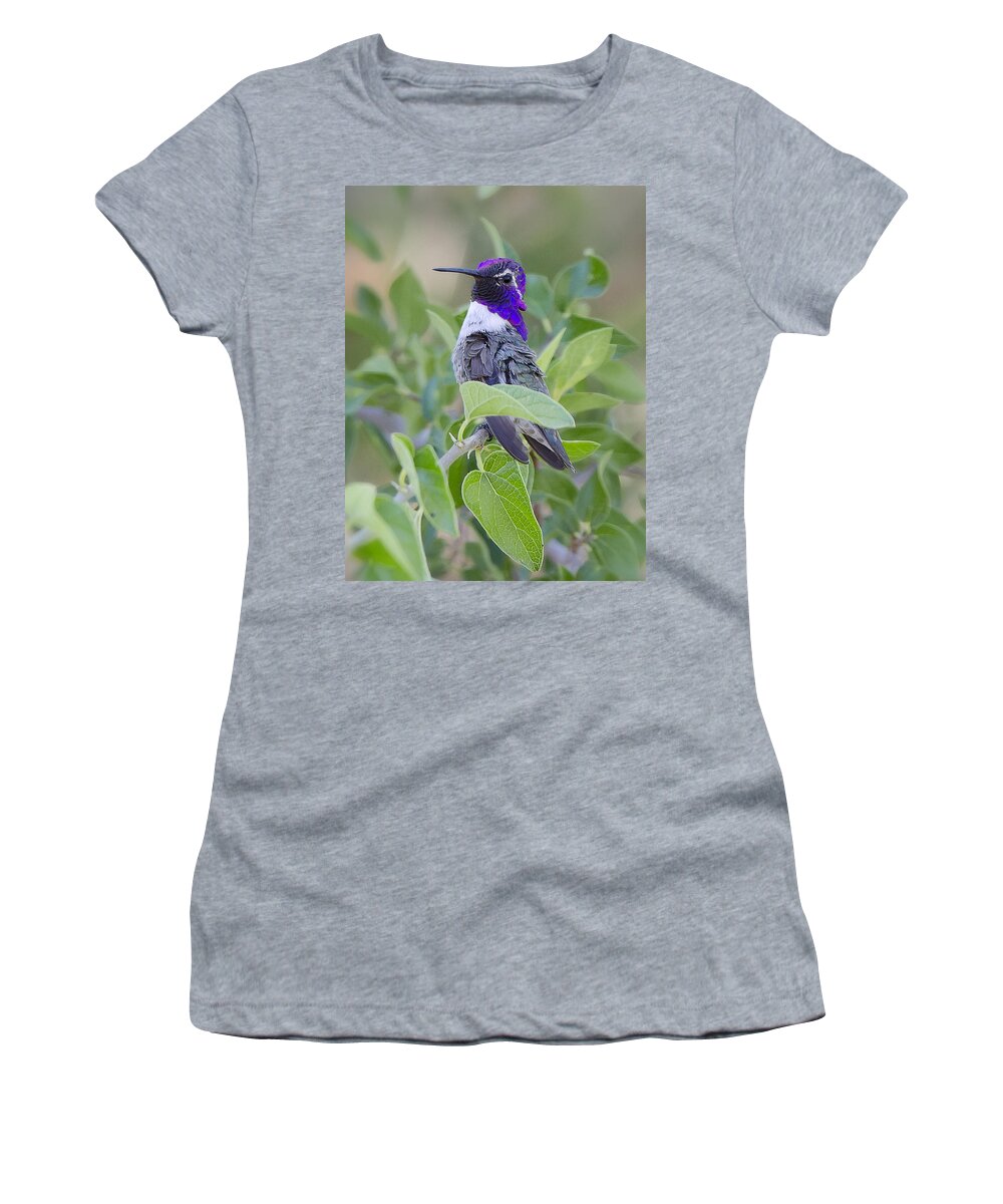 Costas Hummingbird Women's T-Shirt featuring the photograph Little Treasure by Saija Lehtonen