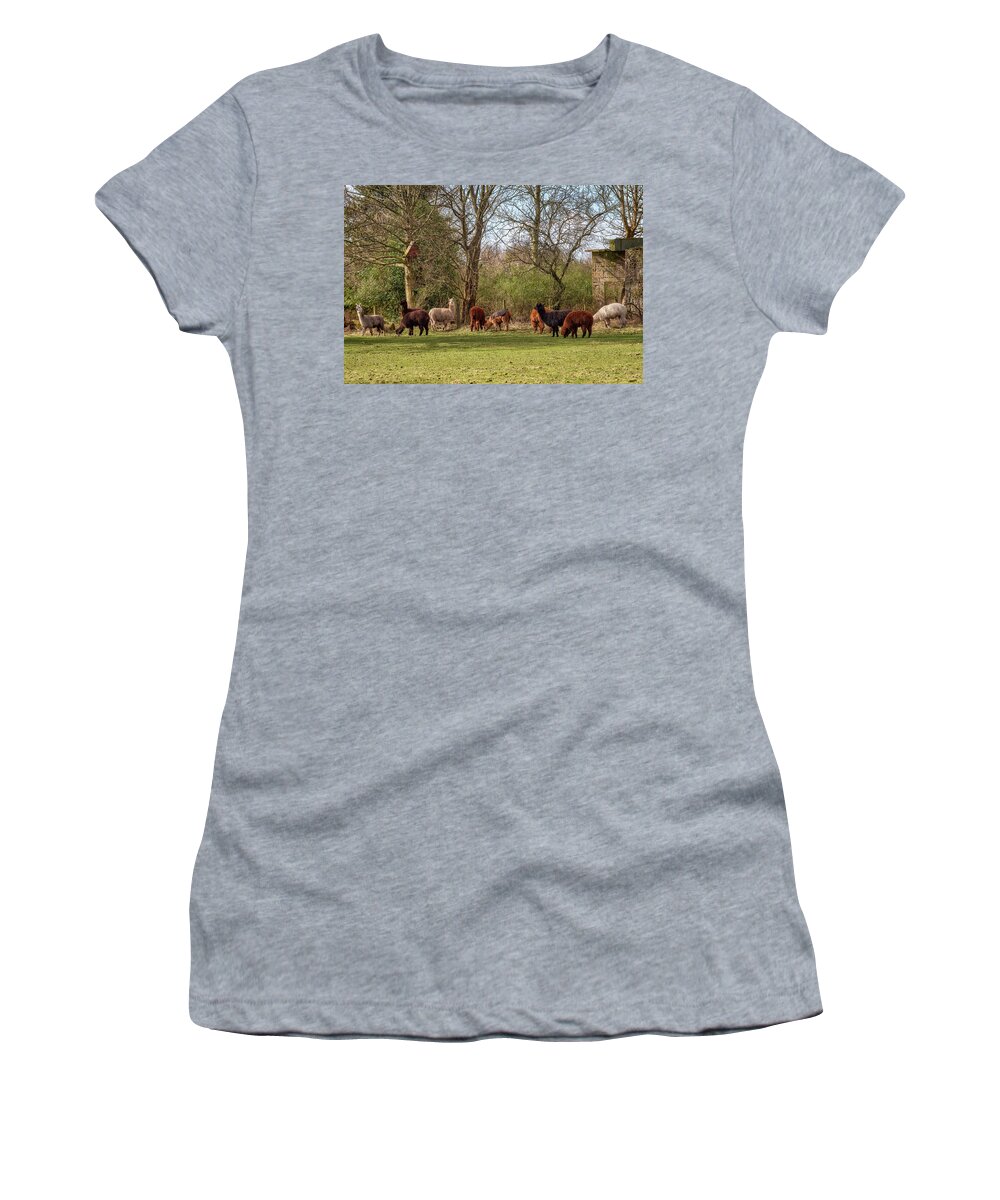 Llamas Women's T-Shirt featuring the photograph Alpacas in Scotland by Jeremy Lavender Photography
