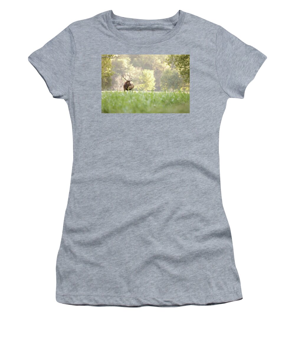 Elk Women's T-Shirt featuring the photograph Looking for Love by Eilish Palmer