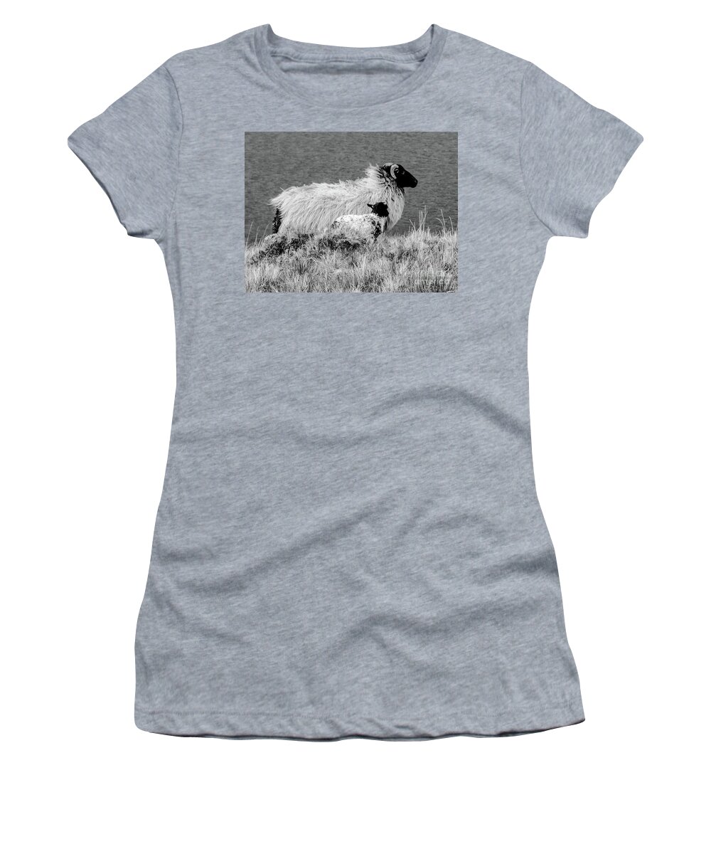 Sheep Of The World Series By Lexa Harpell Women's T-Shirt featuring the photograph Looking up to You by Lexa Harpell