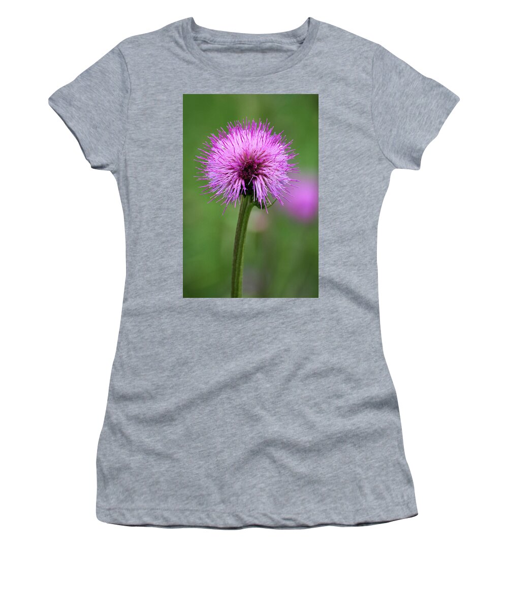 Cirsium Helenioides Women's T-Shirt featuring the photograph Melancholy thistle 4 by Jouko Lehto