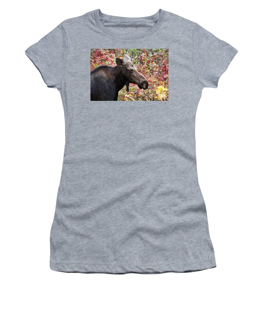 Moose Women's T-Shirt featuring the photograph Moose and Fall Leaves by Peggy Collins
