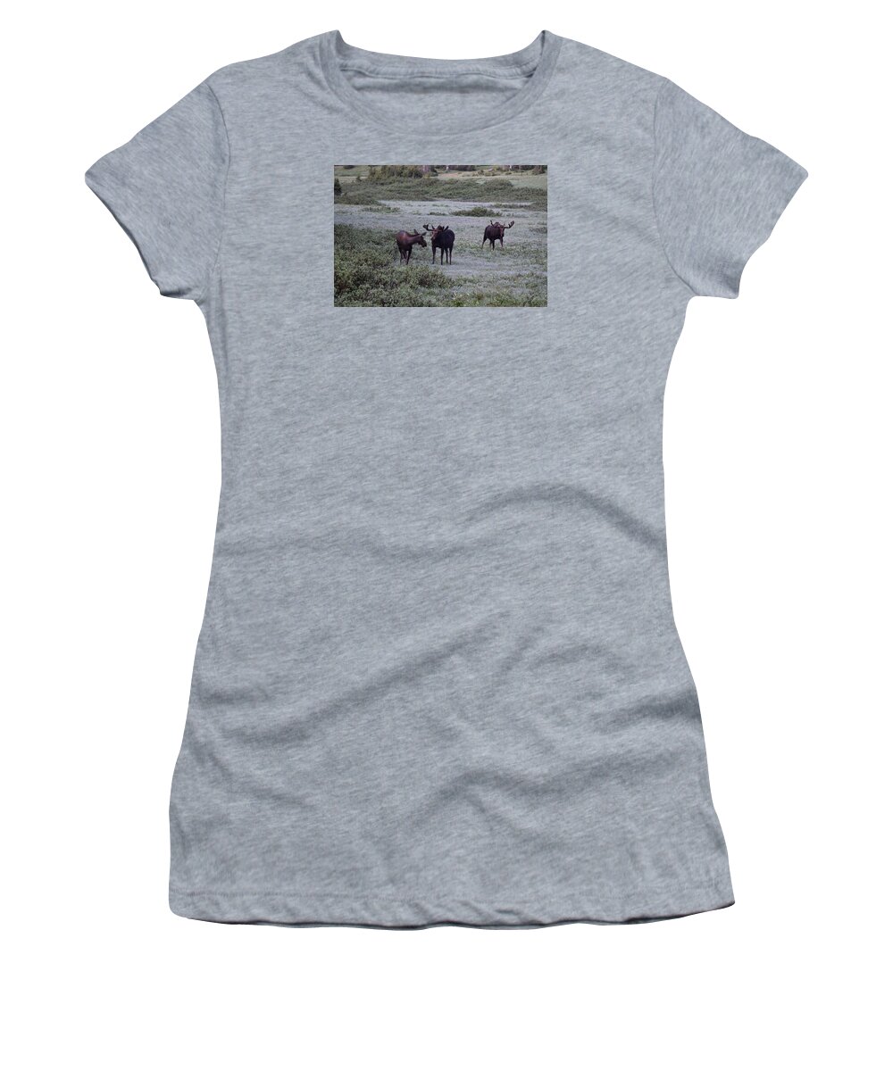 Animal Women's T-Shirt featuring the photograph Moose Cameron Pass CO #3 by Margarethe Binkley