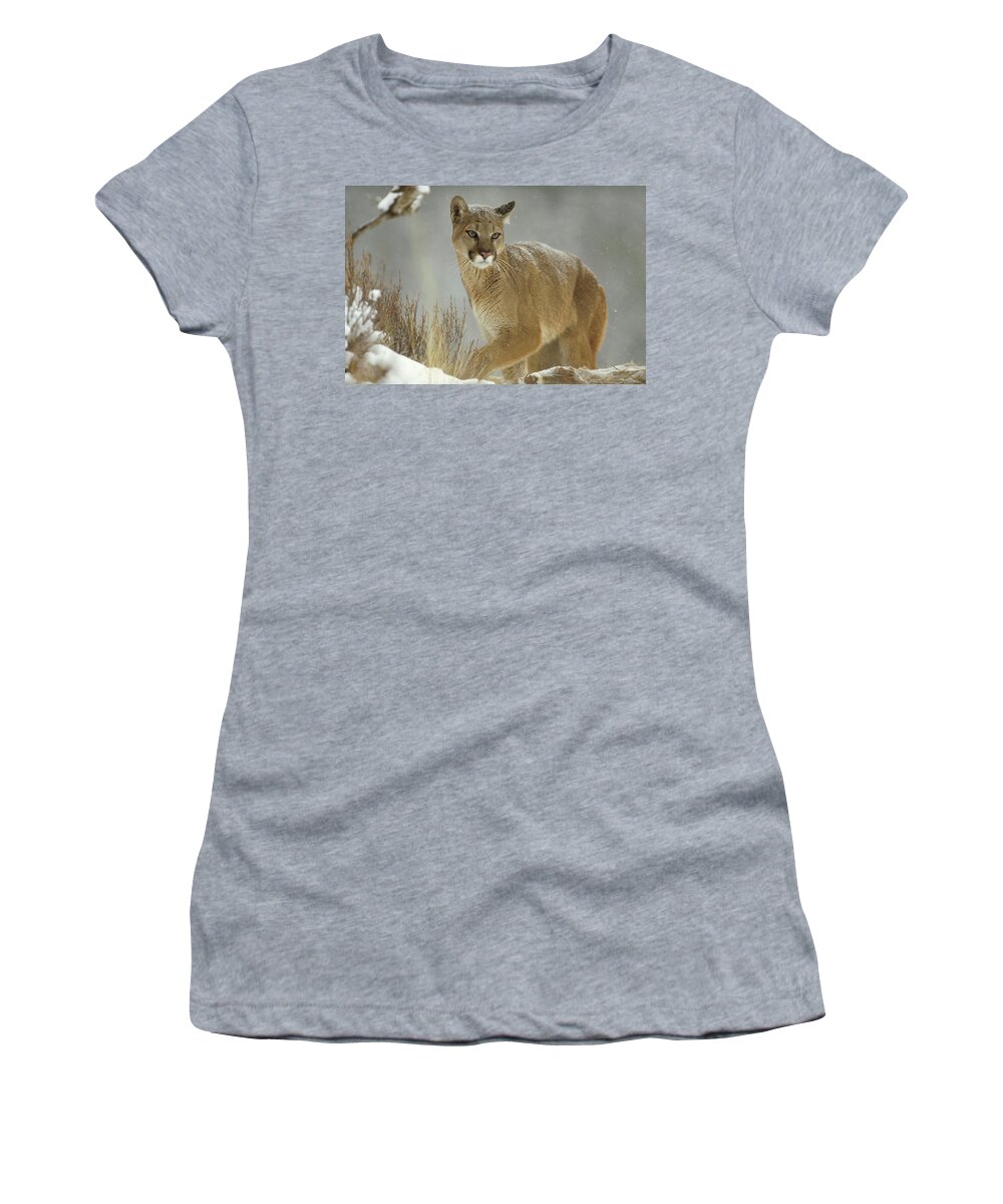 Mp Women's T-Shirt featuring the photograph Mountain Lion Puma Concolor Adult by Tim Fitzharris