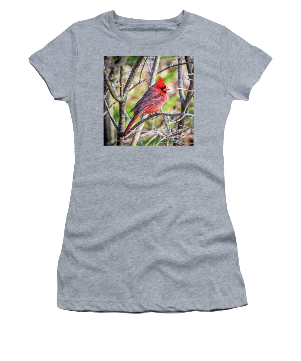 Cardinal Women's T-Shirt featuring the photograph Mr Redbird by Dale R Carlson