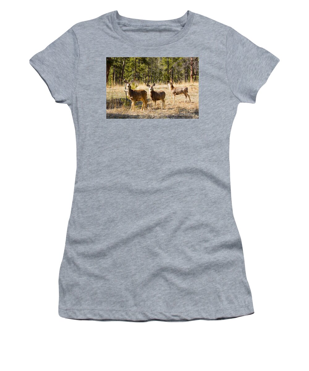 Deer Women's T-Shirt featuring the photograph Mule Deer in the Back Yard by Steven Krull