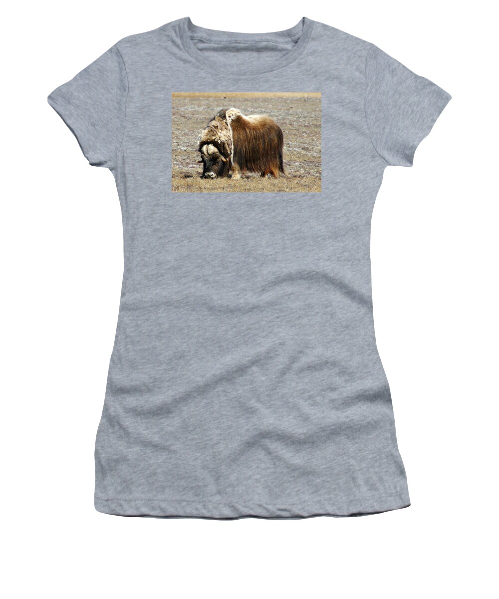 Musk Ox Women's T-Shirt featuring the photograph Musk Ox by Anthony Jones