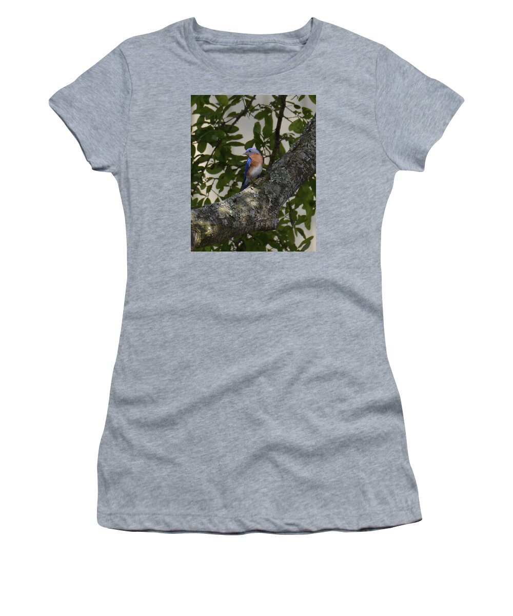 Bird Women's T-Shirt featuring the photograph My Blue Bird of Happiness by Carol Bradley