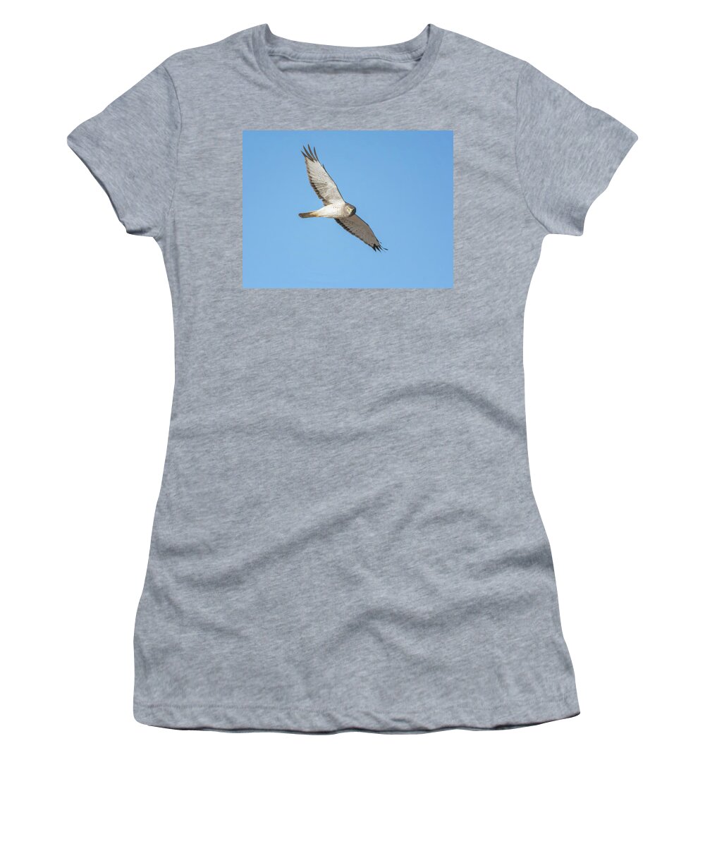 Northern Women's T-Shirt featuring the photograph Northern Harrier by Tam Ryan