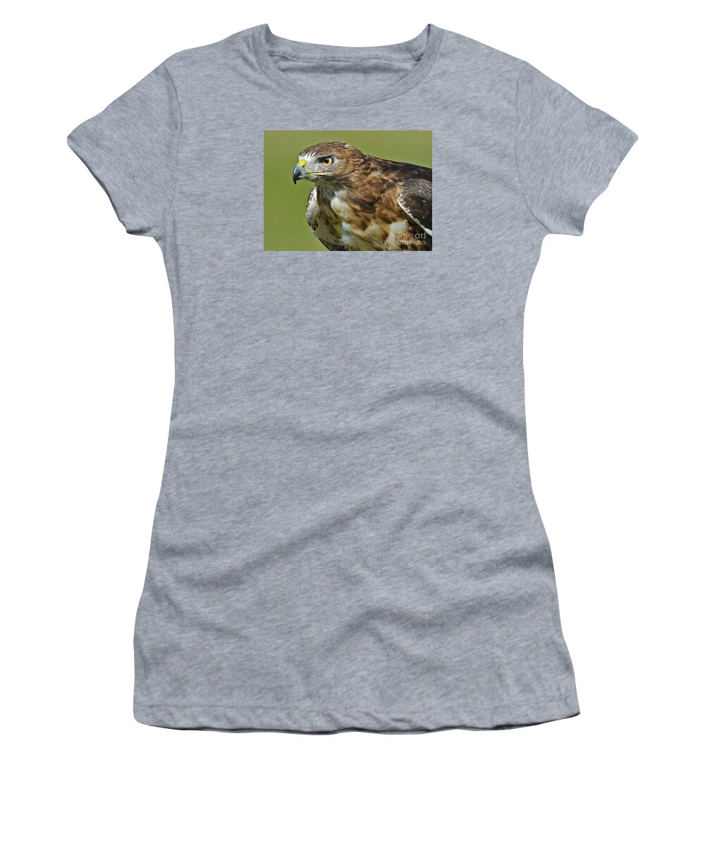 Parc Omega Women's T-Shirt featuring the photograph Not chicken this Hawk... by Nina Stavlund
