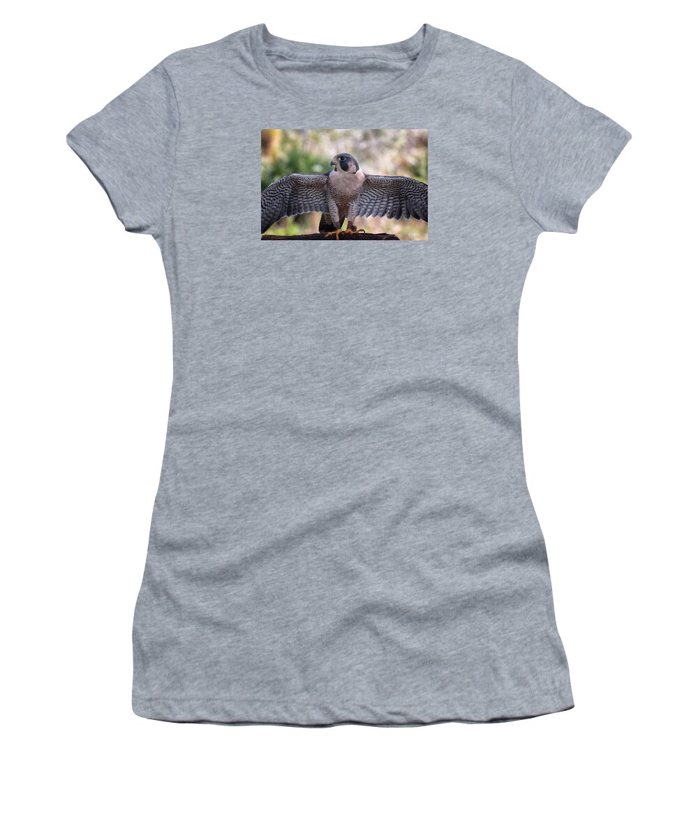 Florida Women's T-Shirt featuring the photograph Okeeheelee Nature Center - Tundra the Peregrine Falcon - Wings Up by Ronald Reid