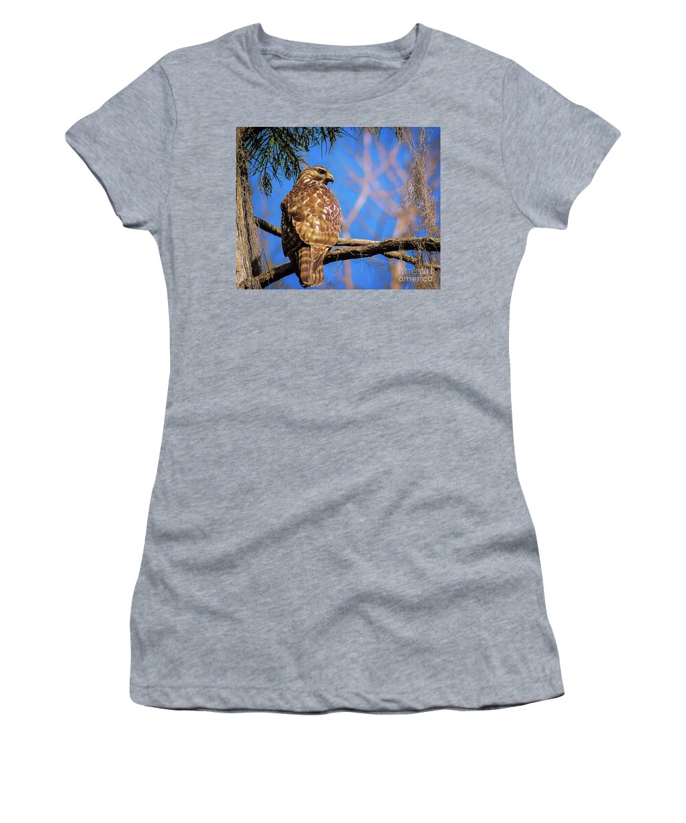 Nature Women's T-Shirt featuring the photograph Okefenokee Swamp Red-Tailed Hawk - Buteo Jamaicensis by DB Hayes