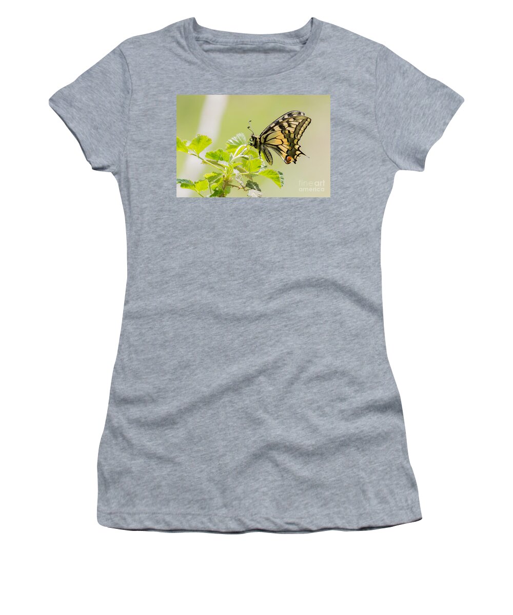 Central Macedonia Women's T-Shirt featuring the photograph Old World swallowtail by Jivko Nakev