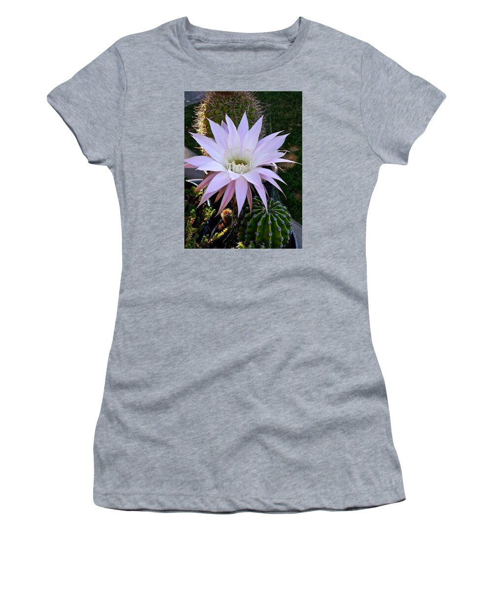 Cactus Blossom Women's T-Shirt featuring the photograph One Day Wonder by Amelia Racca