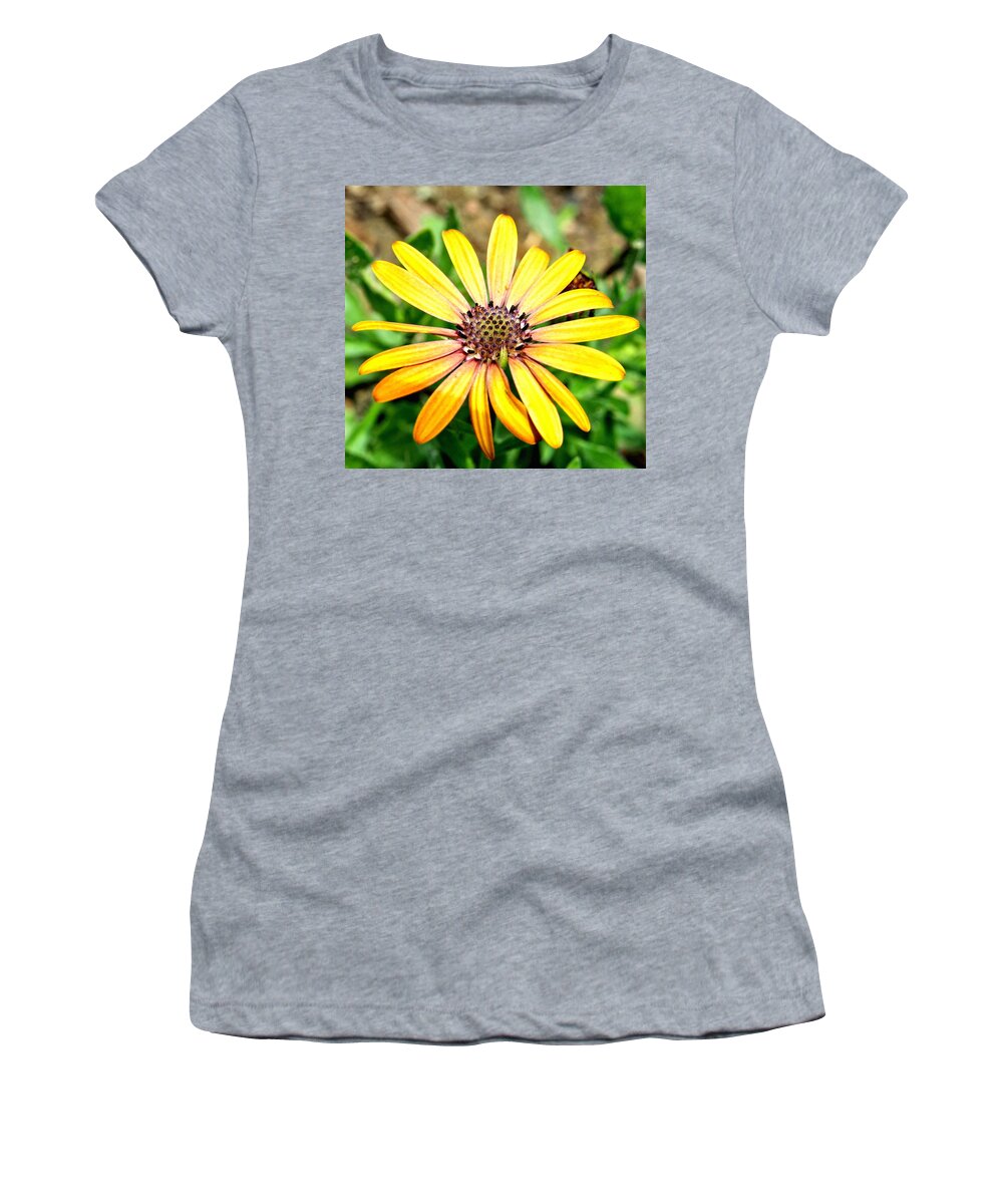 Daisy Women's T-Shirt featuring the photograph Orange Haze Daisy by Amy McDaniel