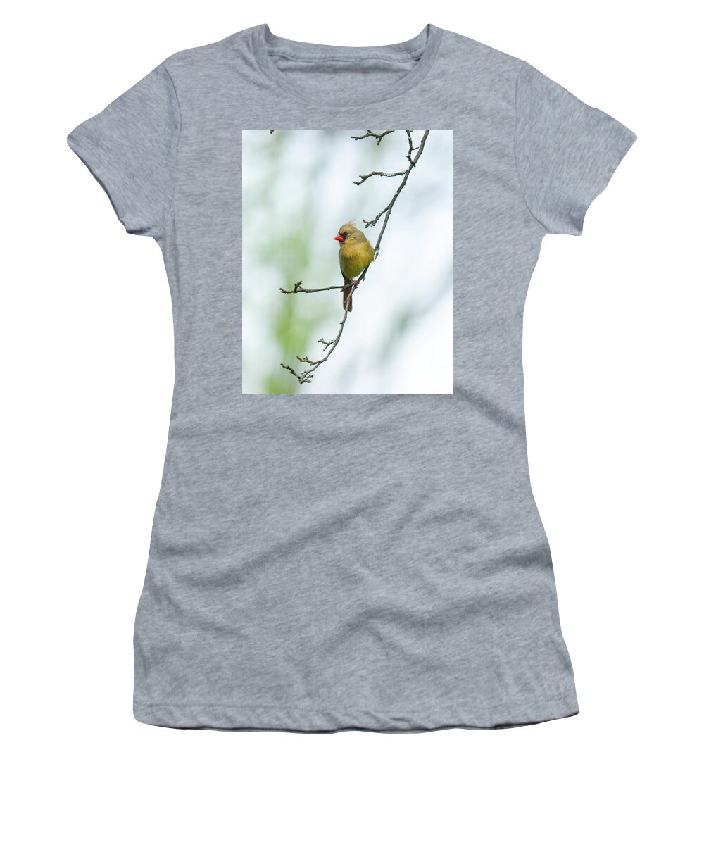 Female Cardinal Women's T-Shirt featuring the photograph Out on a Limb 2 by Kristin Hatt