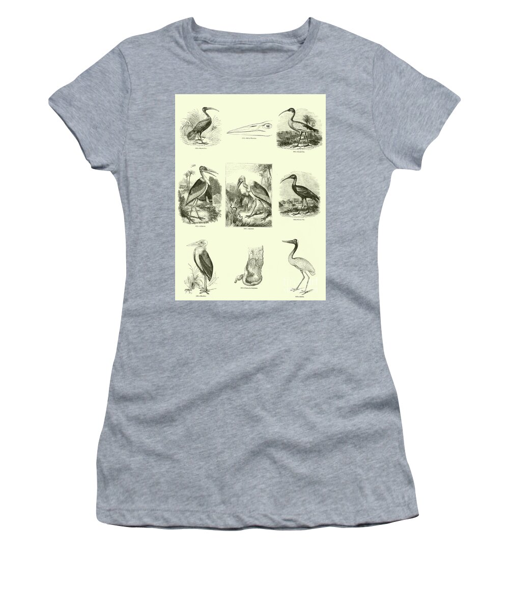 Ibis Women's T-Shirt featuring the drawing Page from The Pictorial Museum of Animated Nature by English School