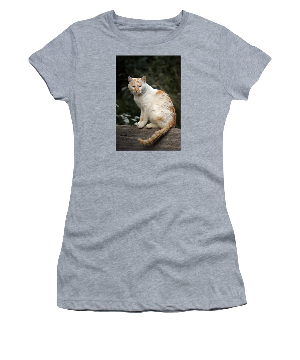 Animal Women's T-Shirt featuring the photograph Peaceful cat by Elenarts - Elena Duvernay photo