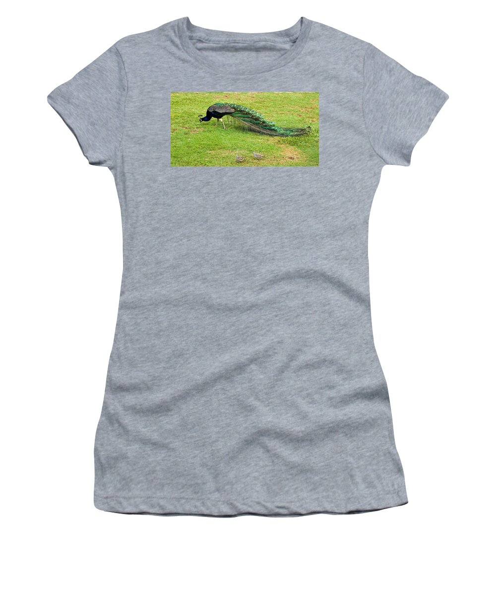 Peacock Women's T-Shirt featuring the photograph Peacock and Birdies having a snack by Barbara Zahno