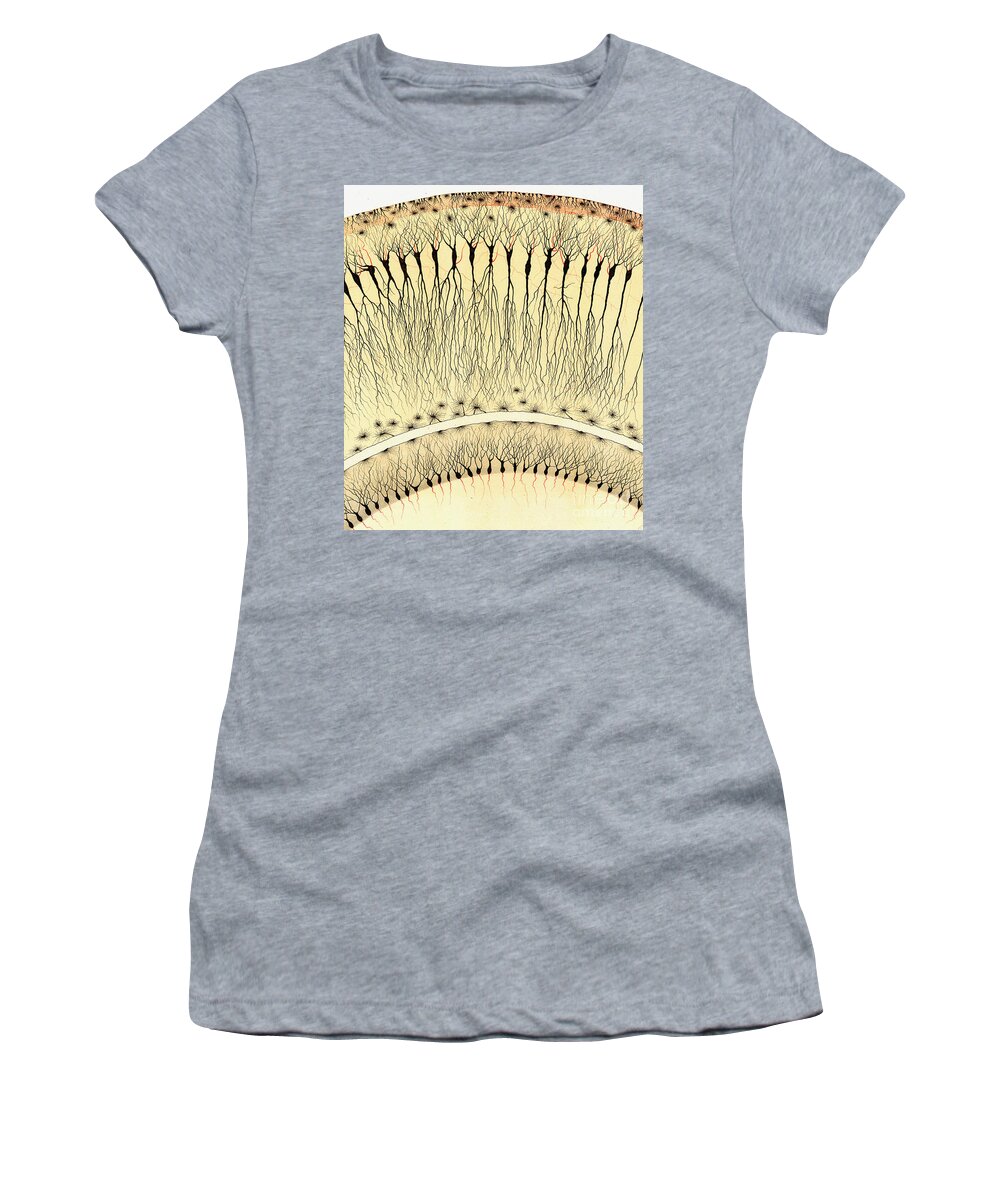 History Women's T-Shirt featuring the photograph Pes Hipocampi, Camillo Golgi by Science Source
