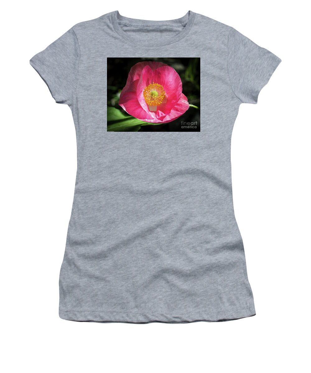 Pink Poppy Women's T-Shirt featuring the photograph Pink Poppy by Mitch Shindelbower